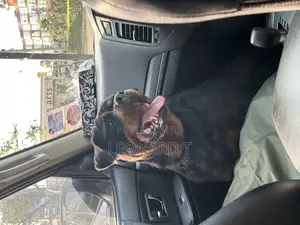 1+ year Female Purebred Rottweiler