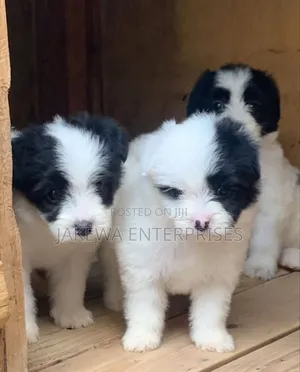 1-3 months Male Purebred Havanese