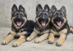 1-3 months Male Purebred German Shepherd