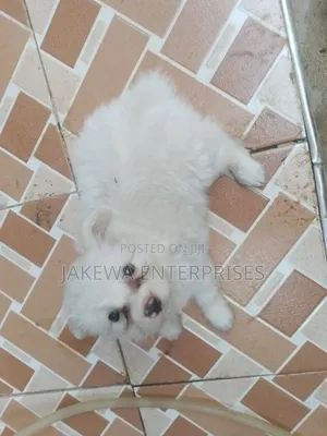 1-3 months Male Purebred Maltese