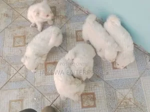 1-3 months Male Purebred Maltese