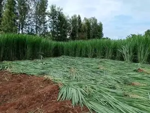 Super Napier Pakchong Grass Available 
- 50 Cuttings