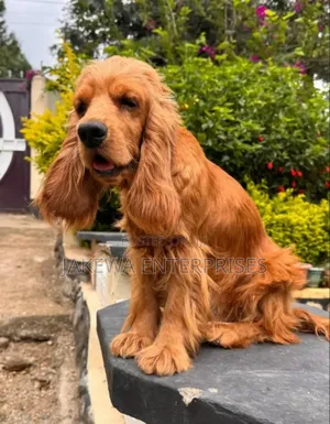 1-3 months Male Purebred Cocker Spaniel