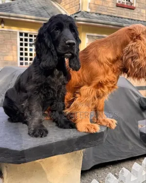 1-3 months Female Purebred Cocker Spaniel