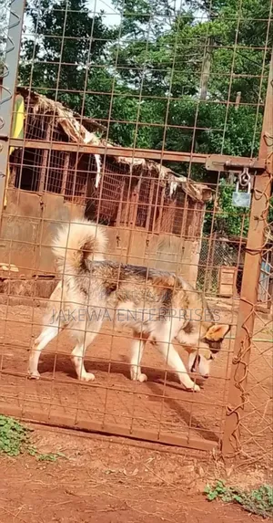 1+ year Female Purebred Siberian Husky