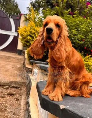 1-3 months Female Purebred Cocker Spaniel