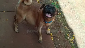 1+ year Female Purebred Pug