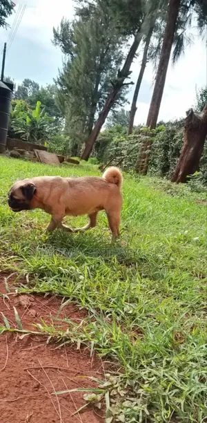 1-3 months Female Purebred Pug