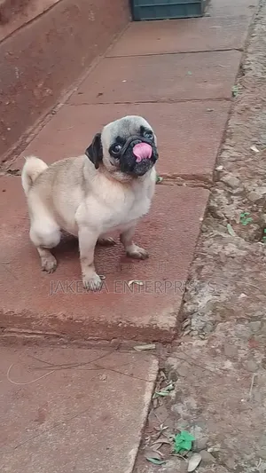 1+ year Male Purebred Pug