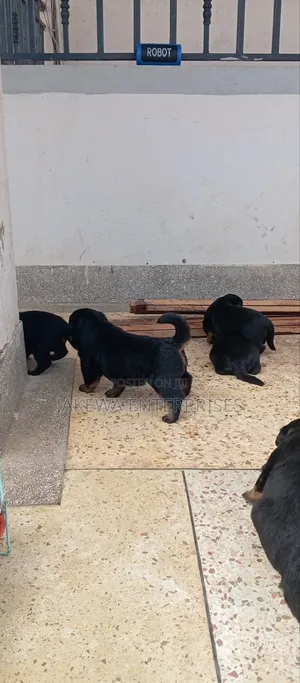 1-3 months Male Purebred Rottweiler