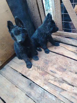 1-3 months Male Purebred German Shepherd