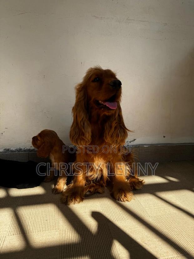 1-3 months Male Purebred Cocker Spaniel - thumbnail 5