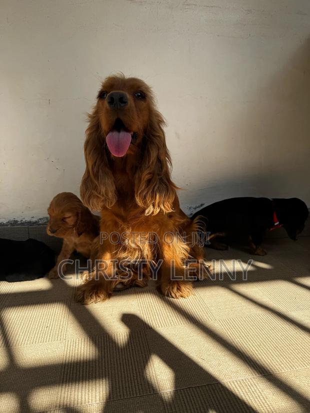 1-3 months Male Purebred Cocker Spaniel - thumbnail 6
