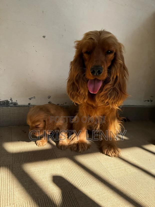 1-3 months Male Purebred Cocker Spaniel - thumbnail 4