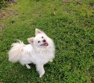 6-12 months Male Purebred Japanese Spitz