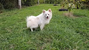 6-12 months Female Purebred Japanese Spitz