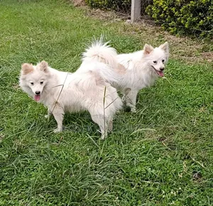 6-12 months Male Purebred Japanese Spitz