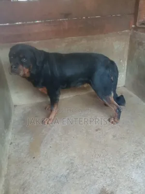 1+ year Female Purebred Rottweiler