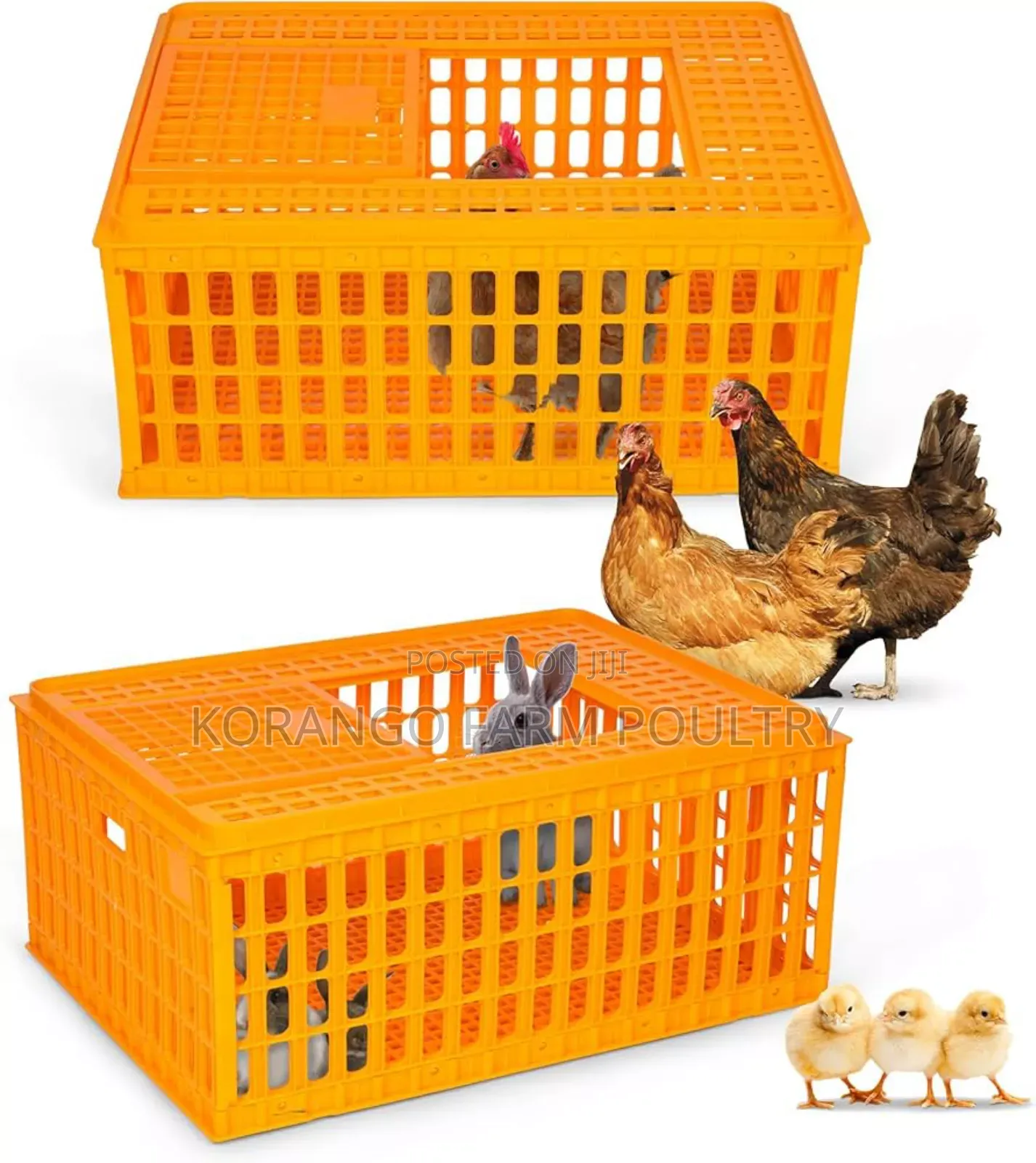 Chicken Cages
