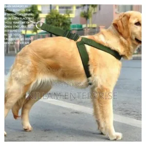 Dog Leash / Harness With Collar