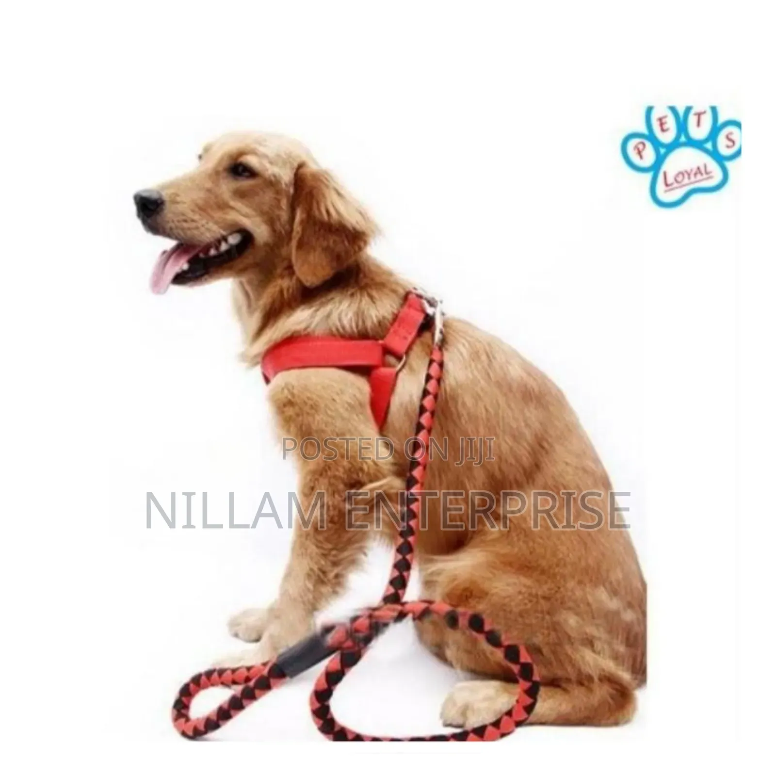 Dog Leash / Harness With Collar
