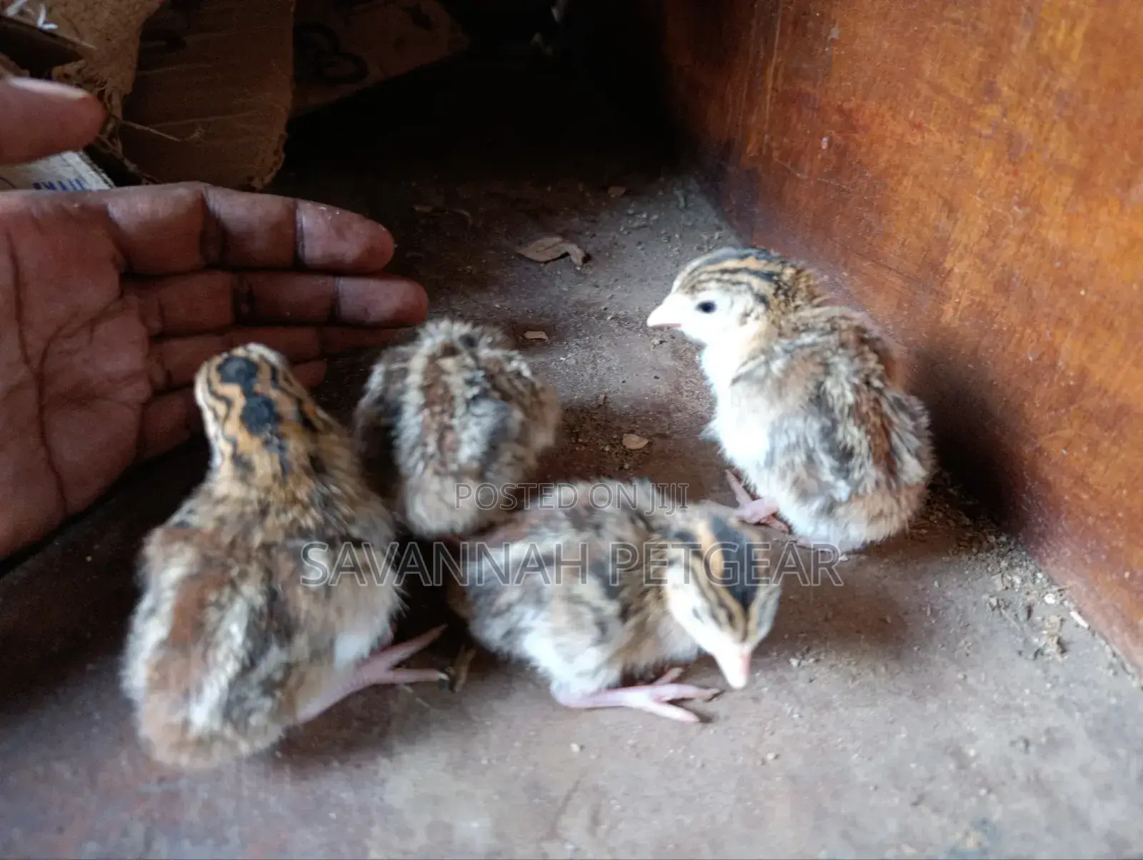 3 Week Old Guinea Fowl Chicks (Keets)