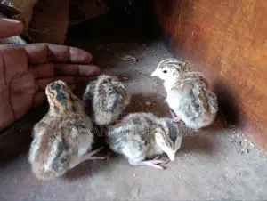 3 Week Old Guinea Fowl Chicks (Keets)