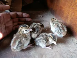3 Week Old Guinea Fowl Chicks (Keets)