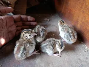 3 Week Old Guinea Fowl Chicks (Keets)
