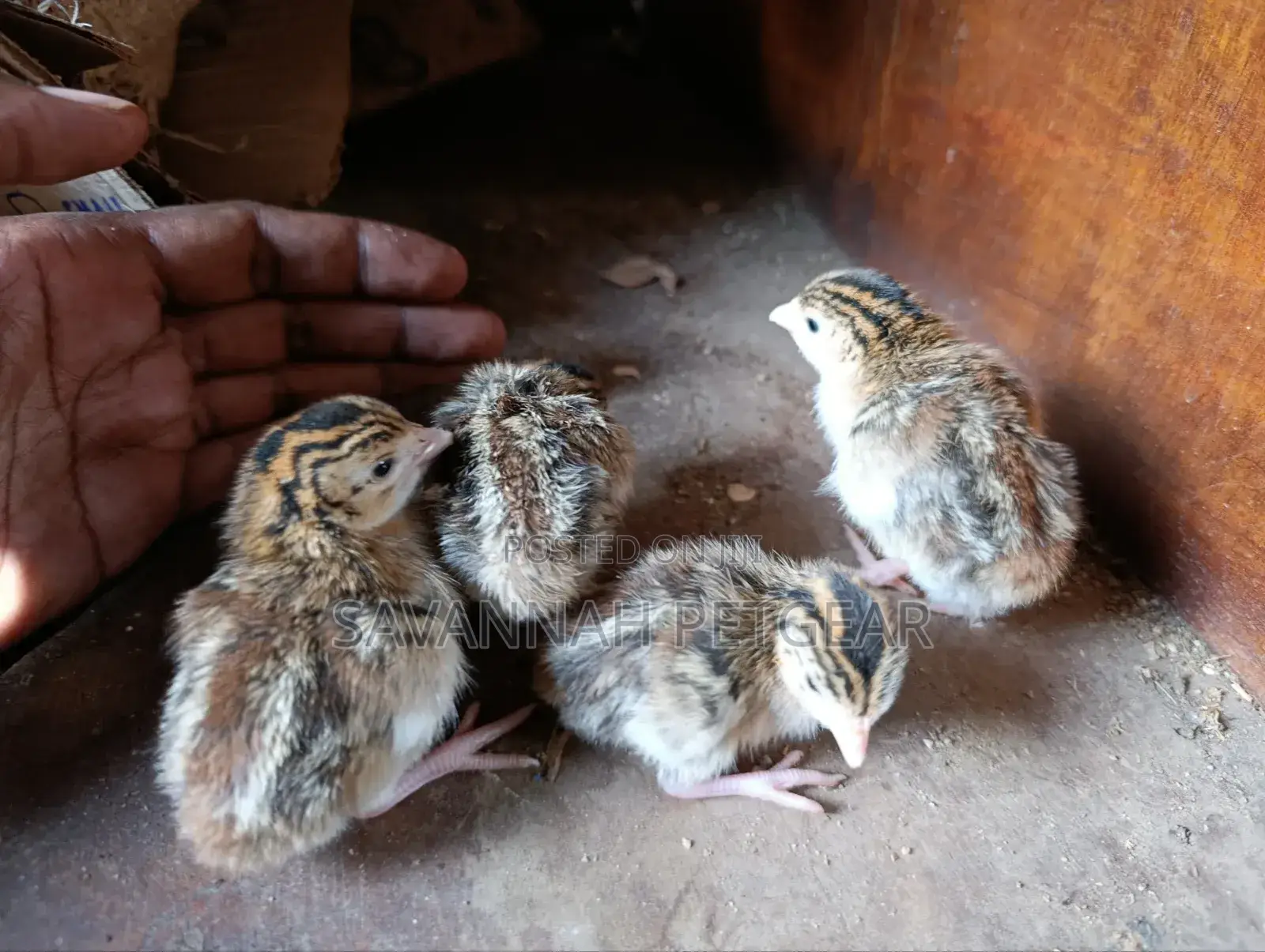 3 Week Old Guinea Fowl Chicks (Keets)
