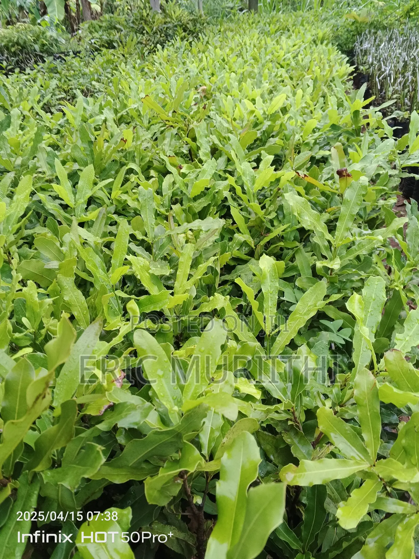 Macadamia Grafted Seedlings