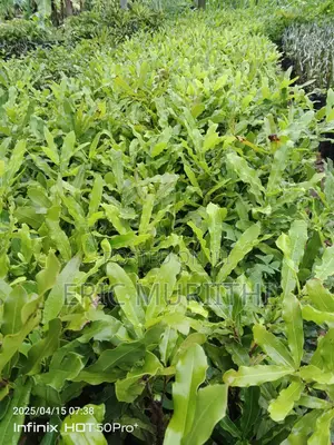 Macadamia Grafted Seedlings