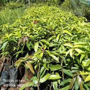 Mangoes Grafted Seedlings