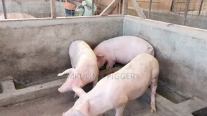 Piglets and Pregnant Pigs