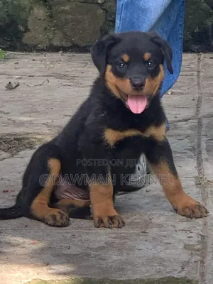 1-3 months Male Purebred Rottweiler