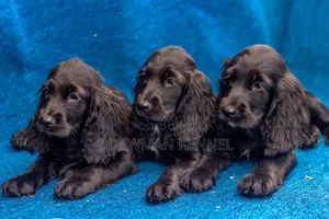 1-3 months Female Purebred Cocker Spaniel