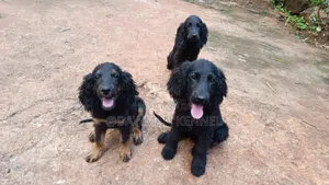 1-3 months Female Purebred Cocker Spaniel