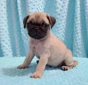 1-3 months Male Purebred Pug