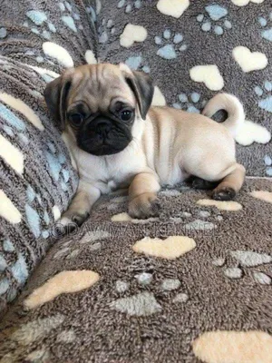 1-3 months Female Purebred Pug
