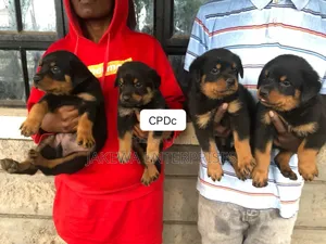 1-3 months Male Purebred Rottweiler