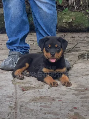 1-3 months Female Purebred Rottweiler