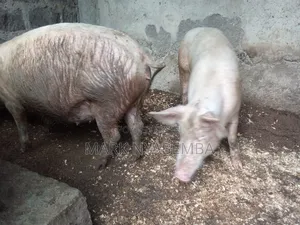 Mature Pigs and Piglets for Sale