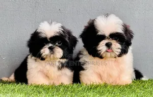 1-3 months Female Purebred Havanese