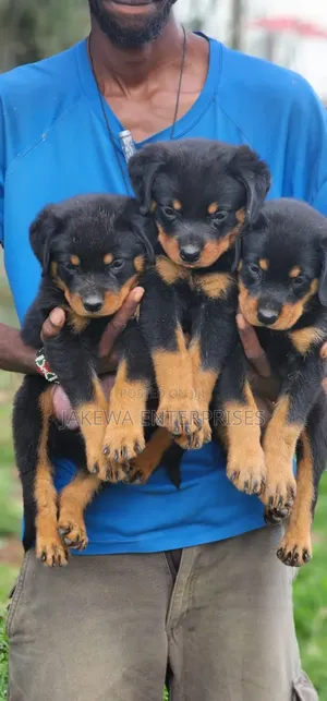 1-3 months Male Purebred Rottweiler