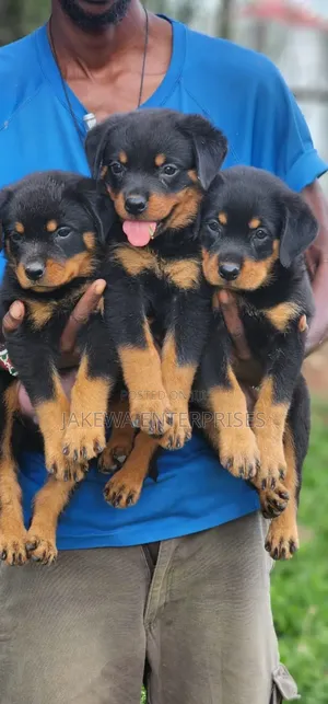 1-3 months Female Purebred Rottweiler