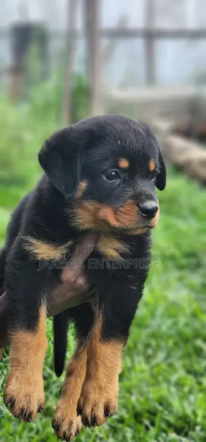 1-3 months Male Purebred Rottweiler
