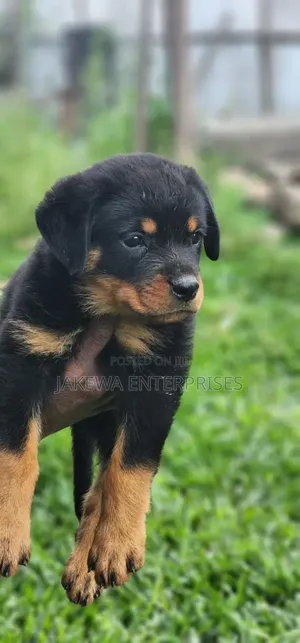 1-3 months Male Purebred Rottweiler