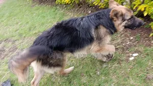 6-12 months Male Purebred German Shepherd