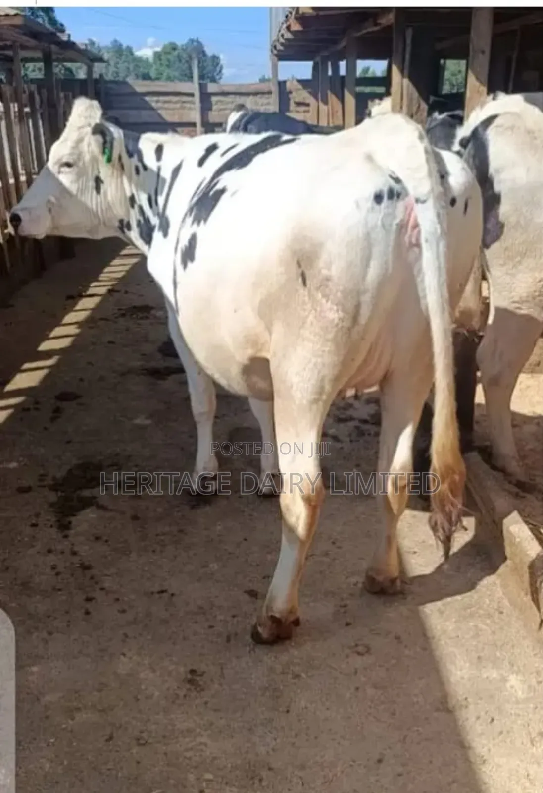 Dairy Cows