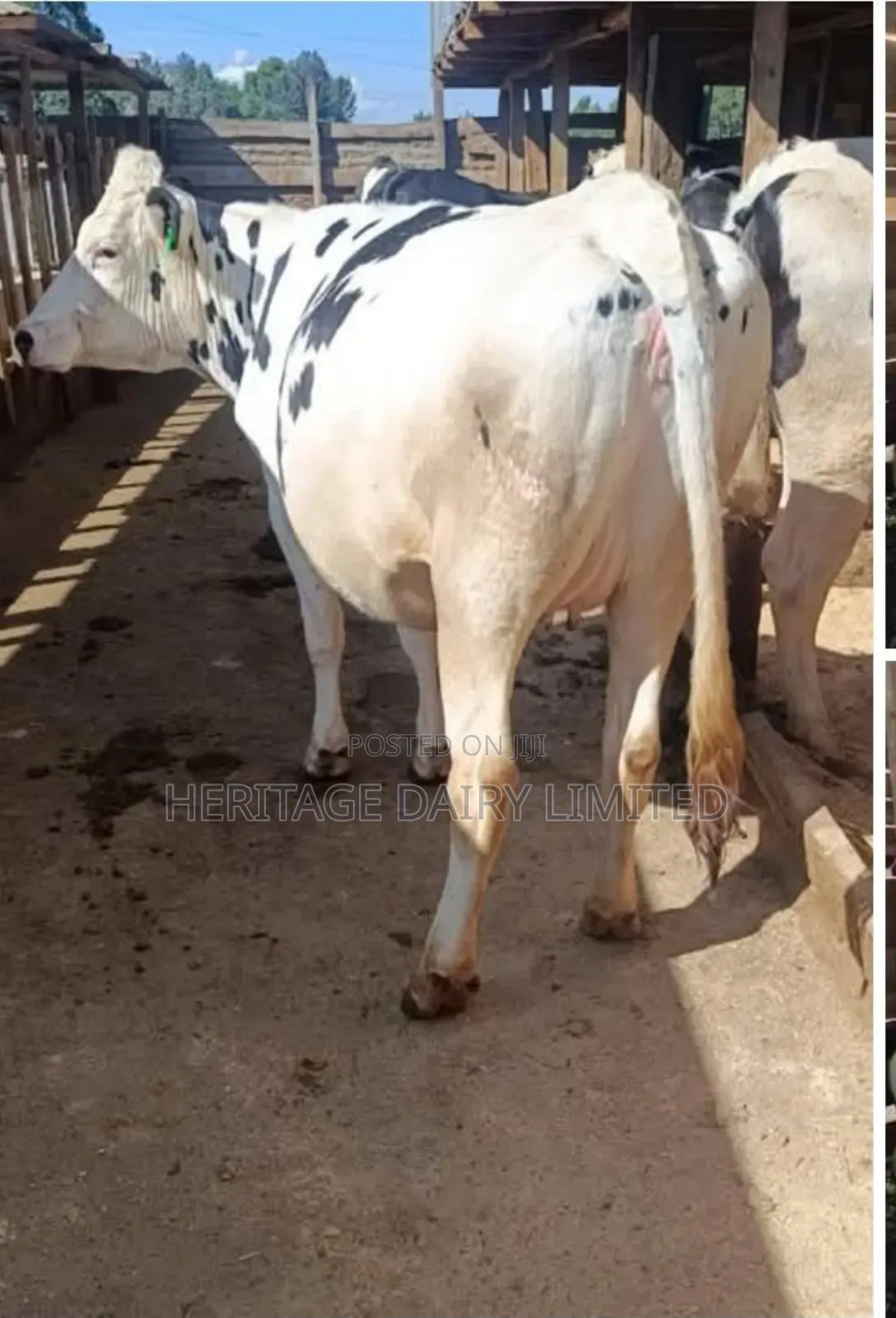 Dairy Cows